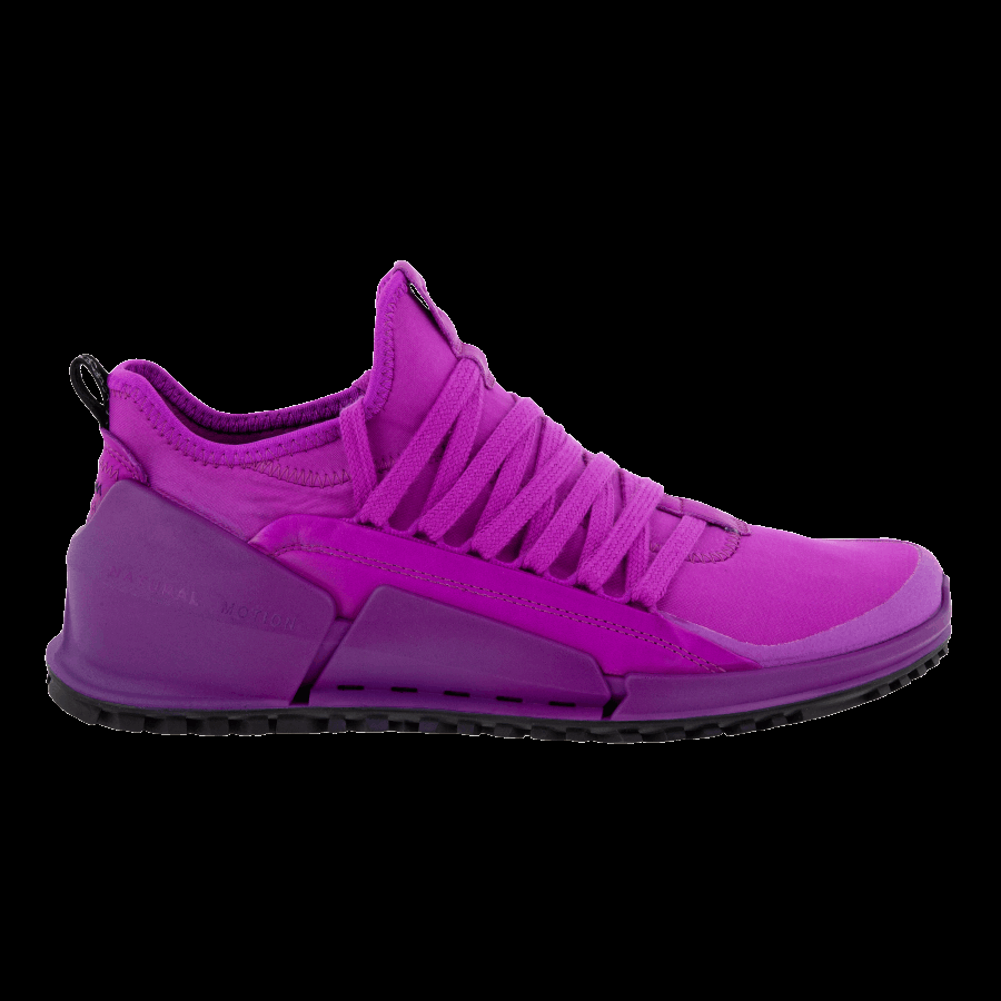 Phlox Neon